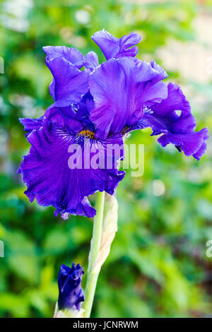 Close-up di Iris Viola fiore in piena fioritura; Salida; Colorado; USA Foto Stock