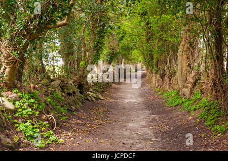 Il percorso che conduce al Beltany Stone Circle, Raphoe, County Donegal, Irlanda Foto Stock