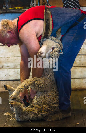 La tosatura delle pecore su Kangaroo Island, Australia del Sud. Foto Stock