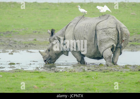 Rinoceronte indiano (rinoceronte unicornis) in acqua potabile con bestiame Egret (Bubulcus ibis). Kaziranga National Park, Assam, India Foto Stock