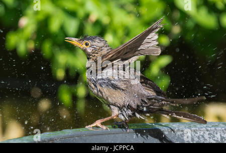 Primo anno i capretti Merlo maschio (Turdus merula) Spruzzi in un bagno di uccelli nel West Sussex, in Inghilterra, Regno Unito. Foto Stock
