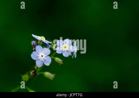 Foto macro di Dimenticare me Knot fiori, Myosotis sylvatica. Exeter Devon, Regno Unito. Giugno, 2017. Foto Stock