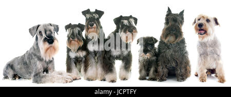 Gruppo di Schnauzer davanti a uno sfondo bianco Foto Stock