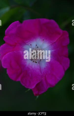 Foto macro di un rosa intenso Rosa Canina fiore. Exeter Quay, Devon, Regno Unito. Giugno, 2017. Foto Stock