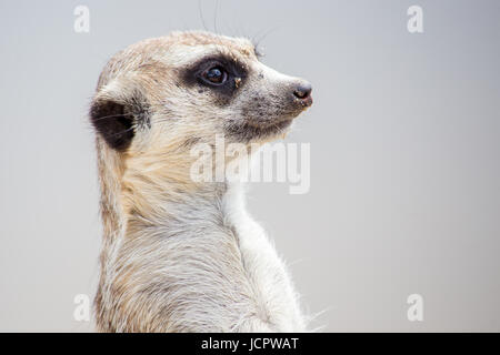 Meerkat in cattività nel Regno Unito Foto Stock