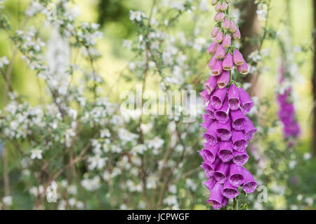 Digitalis purpurea. Foxgloves in un giardino inglese Foto Stock