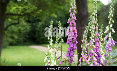 Digitalis purpurea. Foxgloves in un giardino inglese Foto Stock