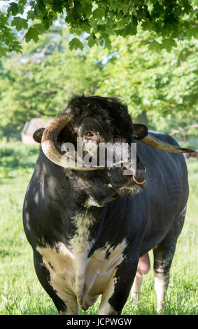 Longhorn bull nelle prime ore del mattino la luce del sole. Oxfordshire, Regno Unito Foto Stock