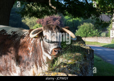 Longhorn vacche nella luce del sole della mattina. Oxfordshire, Regno Unito Foto Stock