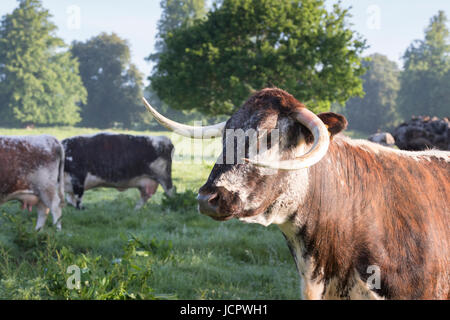 Longhorn vacche nella luce del sole della mattina. Oxfordshire, Regno Unito Foto Stock