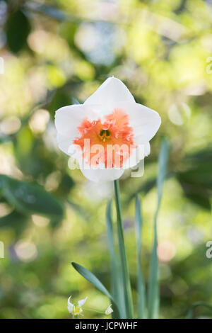 Narciso. Daffodil 'Avanzato' Fiore Foto Stock