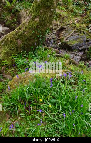 La molla Bluebells festone il muschio coperto Forest Floor a New Bridge, Dartmoor. Devon, Regno Unito. Maggio, 2017. Foto Stock