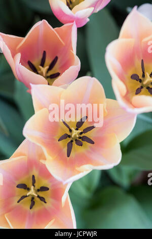 Tulipa. Tulip 'Sanne' flowers Foto Stock