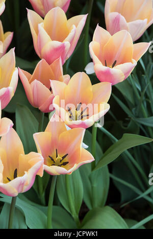 Tulipa. Tulip 'Sanne' flowers Foto Stock