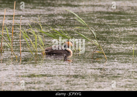 Svasso maggiore (Podiceps cristatus) con pulcino sul retro. Elegante waterbird nella famiglia Podicipedidae portando i giovani tra ance Foto Stock