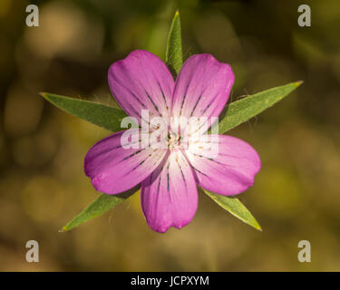 Corncockle (Agrostemma githago) unico fiore dal di sopra. Petali di rosa molto più breve di quello verde sepali, sugli impianti di famiglia Caryophyllaceae Foto Stock