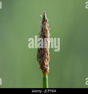 Comune di spike-rush (Eleocharis palustris) flowerhead. Il terminale spikelet di impianto crescente sul margine di stagno nel Parco Grangemoor, Cardiff, Regno Unito Foto Stock