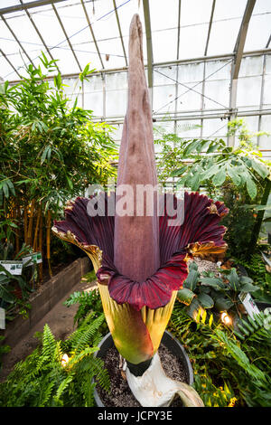 Un titan arum o Amorphophallus titanum in piena fioritura, è una fioritura delle piante o di carogne di fiore che è nativo di Sumatra Occidentale. Foto Stock