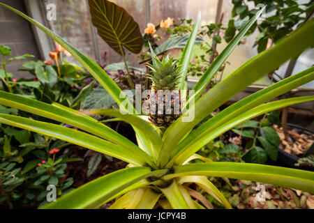 Un impianto di ananas o Ananas comosus nella fase fruttifero con un piccolo ananas in crescita. Biologia McMaster Serra, Hamilton, Ontario, Canada. Foto Stock