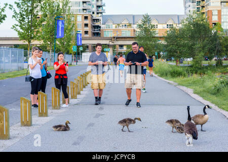 Oche del Canada, False Creek seawall, Vancouver, British Columbia, Canada. Foto Stock