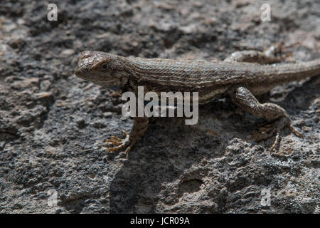Recinzione Southwestern Lizard, (coperture Sceloporus), Jemez montagne, Nuovo Messico, Stati Uniti d'America. Foto Stock