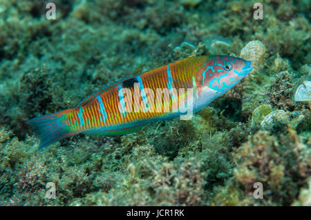 Ornate wrasse (Thalassoma pavo), nelle acque al di fuori della east dock (Moll de Llevant) del Porto di Tarragona, Tarragona Catalogna Foto Stock