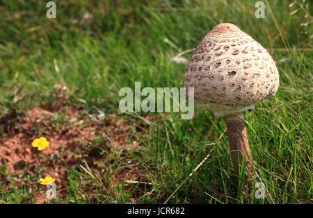 Toadstool - Funghi, Shropshire, Inghilterra, Europa Foto Stock