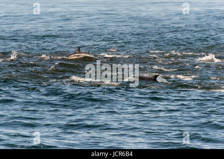 Un pod di becco lungo delfini comuni alimentazione da una sfera esca della costa di Gansbaai, Sud Africa Foto Stock