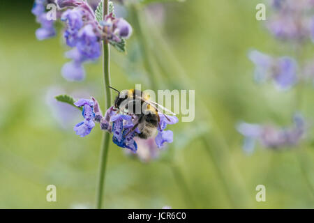 Un white tailed Bumble Bee su un nepitella fiori in un giardino nel Regno Unito Foto Stock