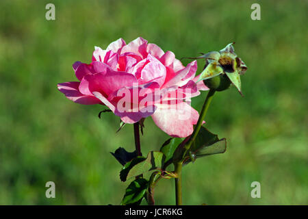 Un bellissimo fiore rosa sul verde come sfondo Foto Stock