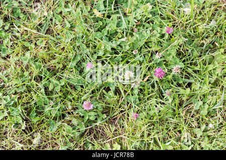 Le erbe infestanti parassiti infestanti, Tarassaco, in erba di prato prima di erbicida, erbicida, weed whacker Foto Stock