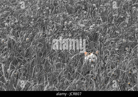 Piccolo gatto nascosto in un lussureggiante prato di montagna (parzialmente dissaturato) Foto Stock