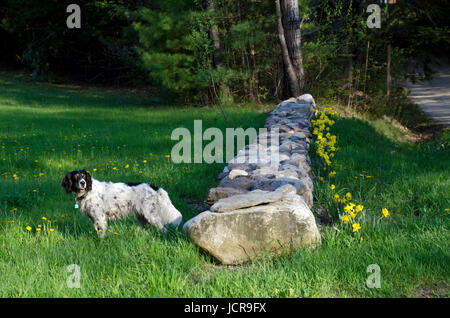 Il cane nel frutteto, Hansels orchard, North Yarmouth, Maine, Stati Uniti d'America Foto Stock