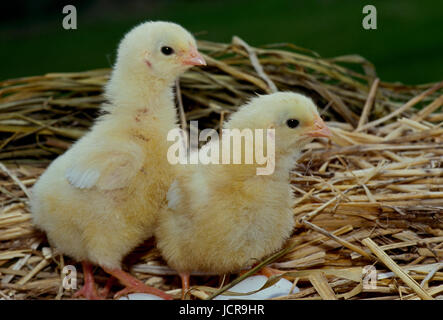 Due Rhode Island red pulcini in piedi nel nido tra le uova, Missouri, Stati Uniti d'America Foto Stock