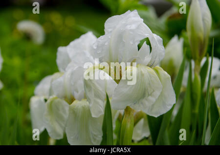 White Iris close up, Vermont USA Foto Stock