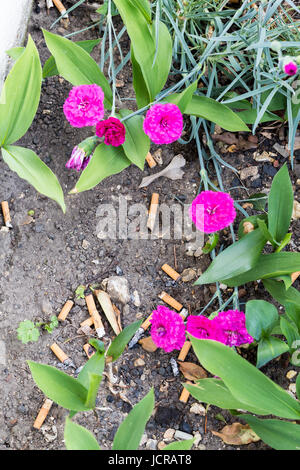 Il utilizzato sigarette stub sul pavimento in giardino con fiori Foto Stock