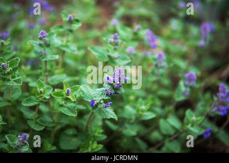 Chiudere fino a nepeta sibirica Fiore blu Foto Stock