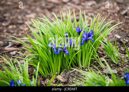 Close up su blu iris graminea fiore Foto Stock