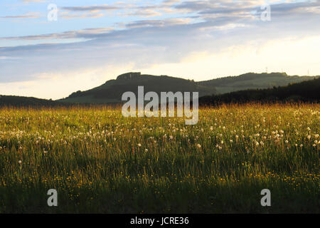 Campo Blowball al set di Sun Foto Stock