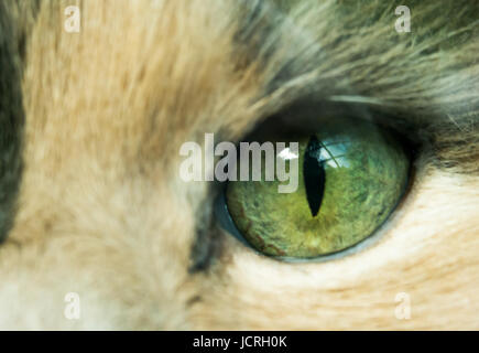 Gatti occhi: Close up di un tabby gatti occhi Foto Stock
