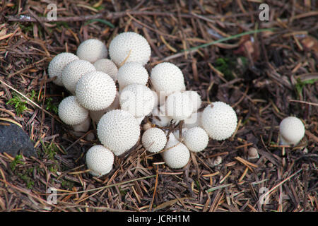 Piccola famiglia di bianco di funghi su un letto di aghi di pino. Lycoperdon perlatum. Gem-puffball chiodati. Devil's tabacchiera. Foto Stock