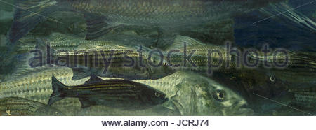 Striped bass di tutte le dimensioni di raccogliere sotto l'acqua fredda durante l'inverno il New Jersey Shore.