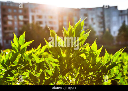 La natura in città, sun-lavato bussola nella parte anteriore di alcune case Foto Stock