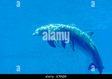 Bella e incantevoli delfini in piscina Foto Stock