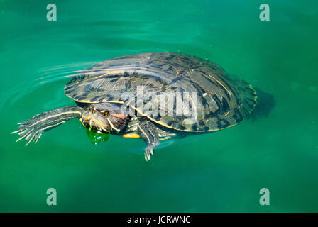 Turtle nuoto nel Lago Eols Park Orlando Foto Stock