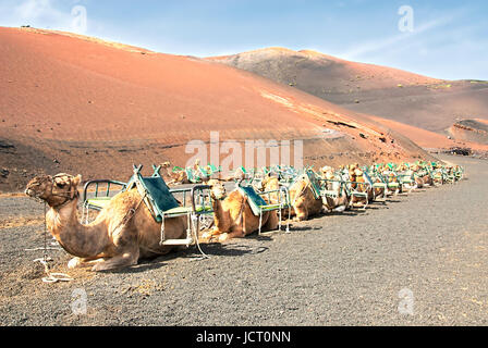 Linea di cammello fino aspettando pazientemente al Parco Nazionale di Timanfaya. Lanzarote Foto Stock