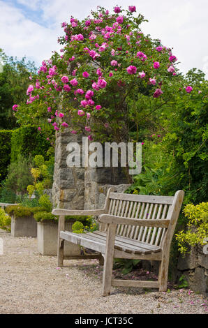 Panca in legno e arco in pietra con il rosa rose rampicanti a vanDusen bellissimo giardino botanico in Vancouver, BC Canada Foto Stock