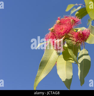 Bellissimo rosso brillante fiori di eucalipto dei nativi australiani albero di gomma con gomma verde foglie contro il cielo blu e chiaro sfondo Foto Stock