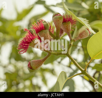 La riproduzione fase di fioritura di gumnuts australiano dell'iconico fiore rosso gumtree ptychocarpa eucalipto Foto Stock