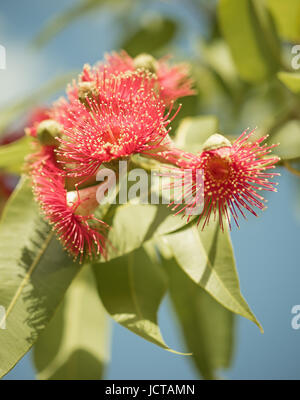 Nativi Australiani fioritura gum tree con fiori di colore rosso e verde fogliame contro il cielo blu Foto Stock